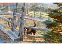 540 North Hollow Road