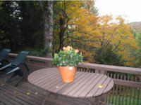 252 Forest Lane Great Hawk