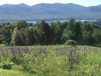 89 Mountain Spring