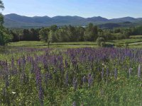 89 Mountain Spring