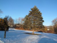 176 Forest