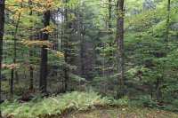 148 Hawk Hollow