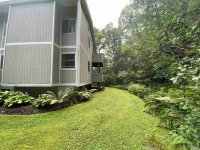 62 Silver Birch