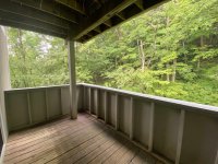 62 Silver Birch
