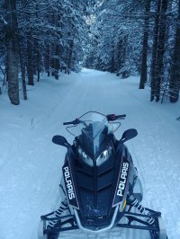 65 Woodpecker